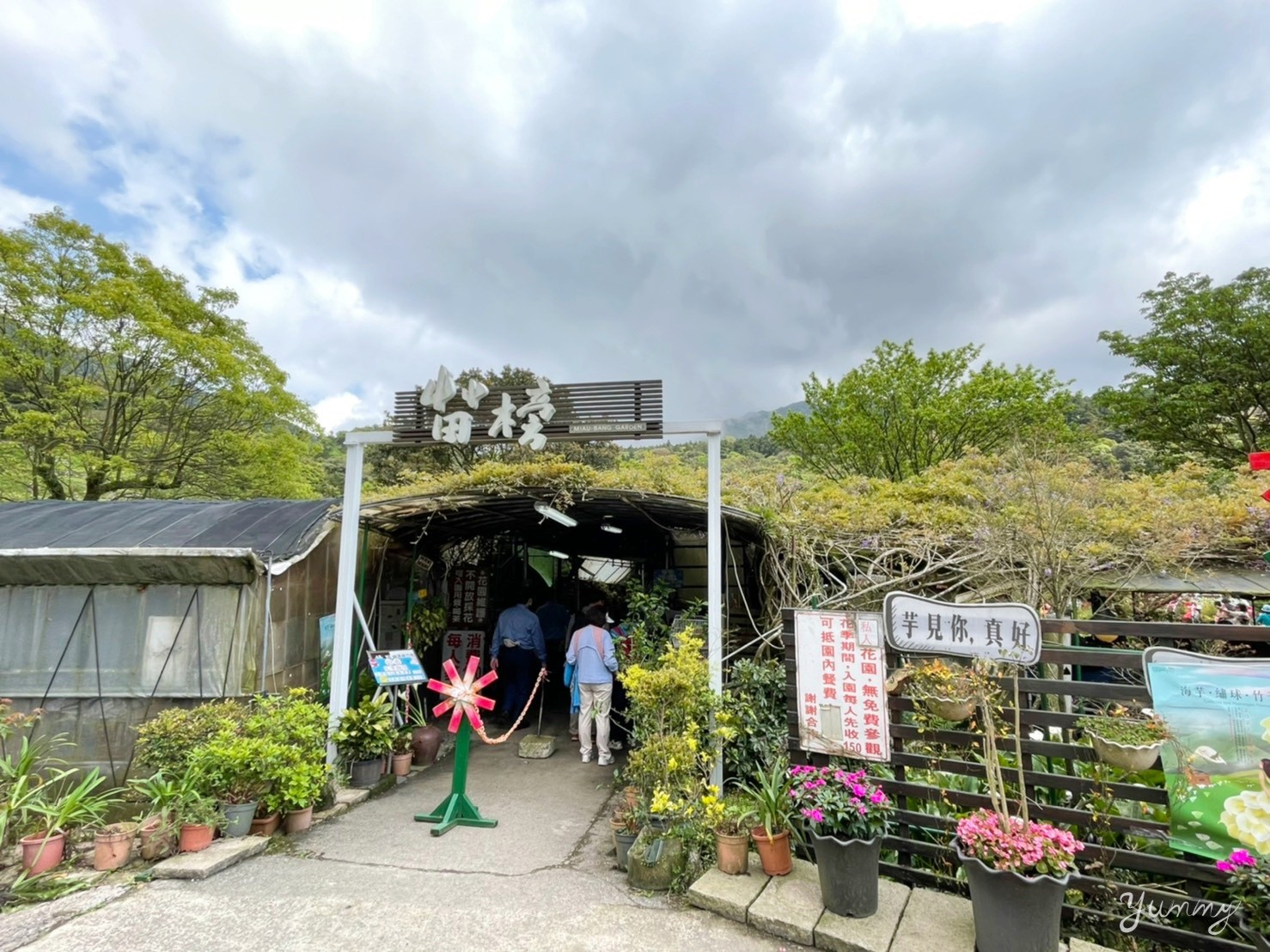 2021陽明山竹子湖海芋季「苗榜海芋花園餐廳」陽明山必訪美食，約會來這家！