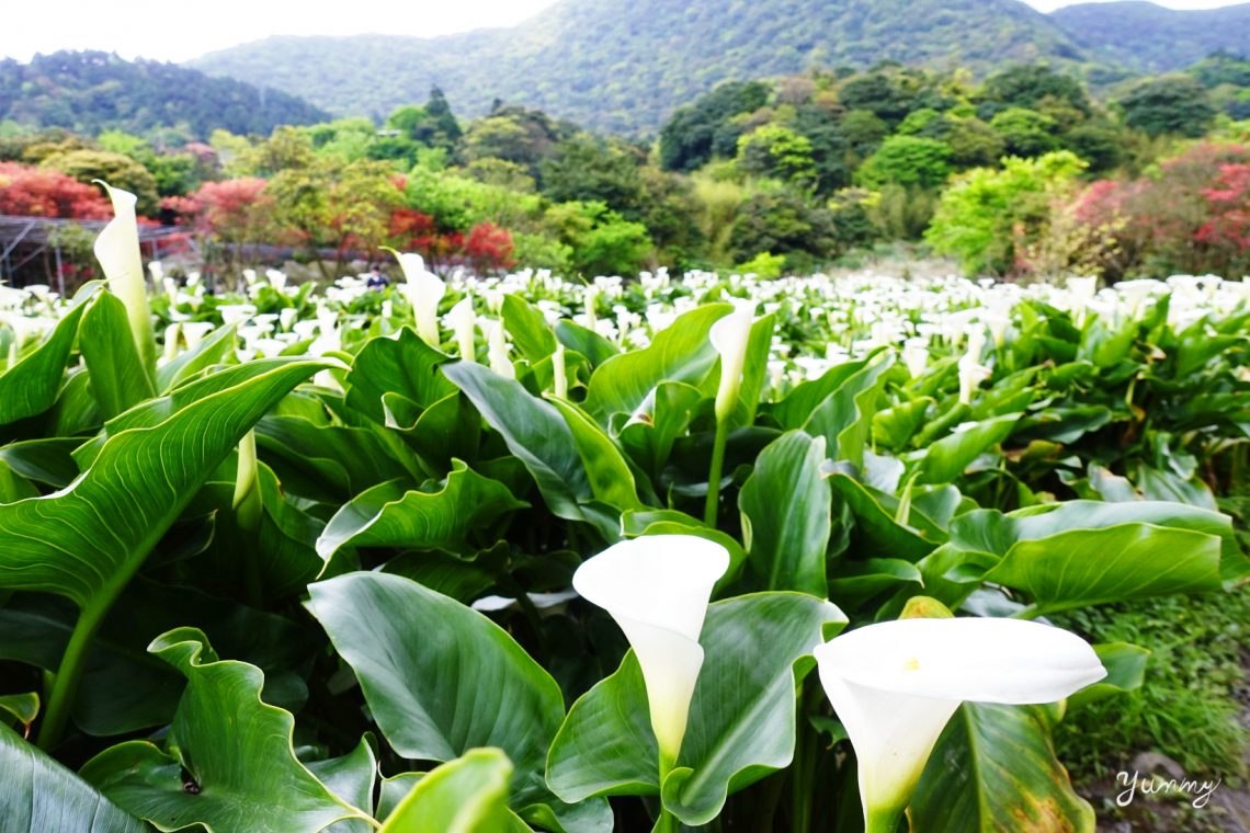 21陽明山竹子湖海芋季 苗榜海芋花園餐廳 陽明山必訪美食 約會來這家 Yummyfood 呀咪懂吃